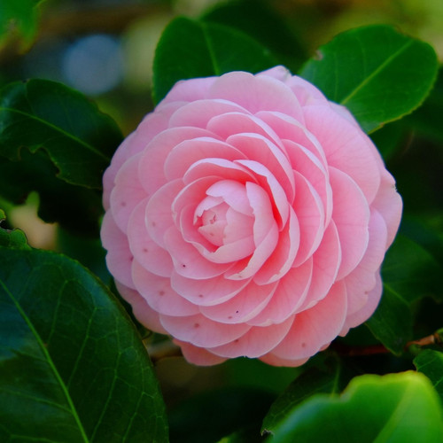 camellia 4069604 1920.jpg