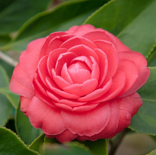 camellia 787516 1920.jpg