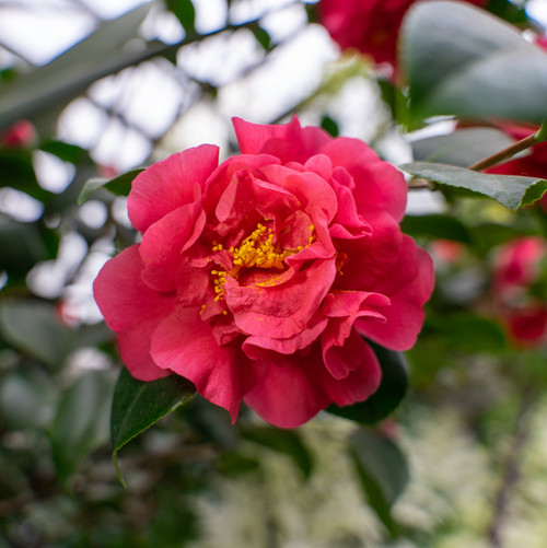 A closeup shot f cute Sasanqua Camellia flower.jpg