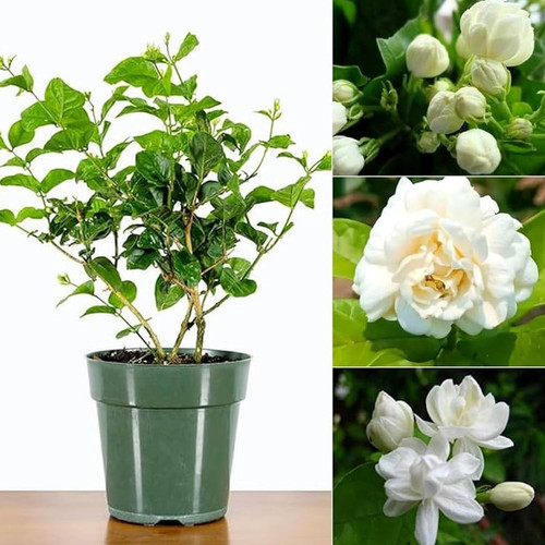 61ybTWwrJtL. AC UF1000,1000 QL80.jpg