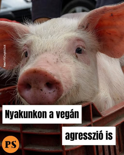 598851160 1264134555764470 9053770669858378338 n.jpg?stp=dst jpg s640x640 tt6& nc cat=103& nc cb=99b.jpg