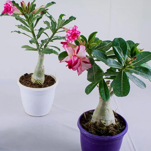 Untitled design 2023 09 15T15164.jpg