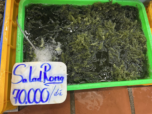 Sald Rong.jpg