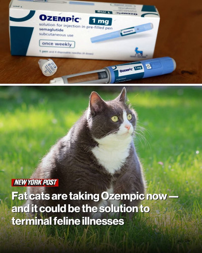 G8GZvodWkAQAJ7A.jpg
