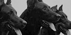 cani scheda.png
