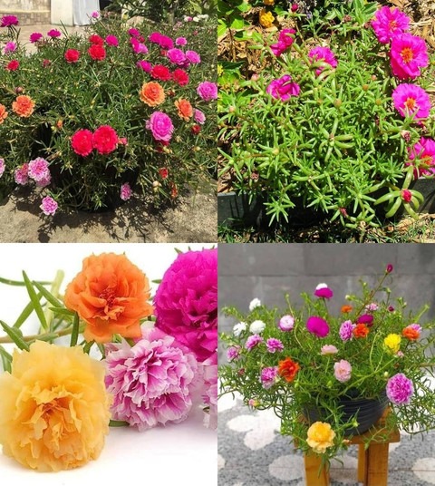 60 9 o clock plant seeds ibains.jpg