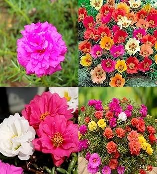 715N7iHnbbL. AC UF350,350 QL80.jpg