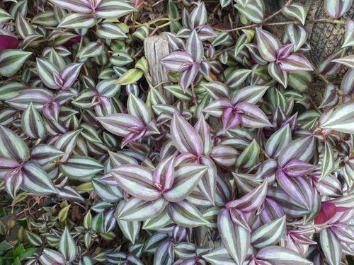 tradescantia zebrina hort or zeb.jpg