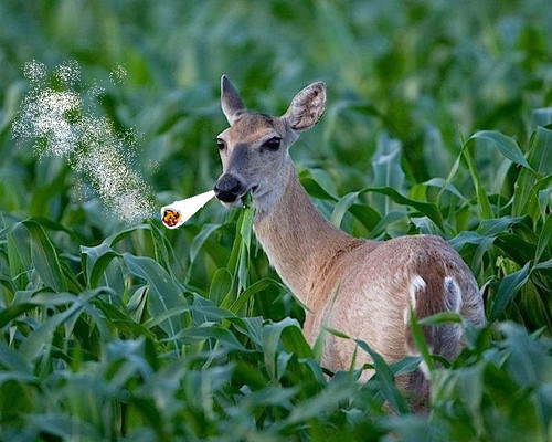 Varmint Smokin Up Ma Ganja While Im Off To Work HowToGetRidOfIt.jpg