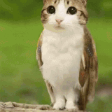 922303c81c69.gif