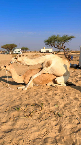 0C377C1A 1FA9 4444 BA07 8324DDEDEF3B.jpg