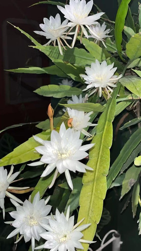 61TzuYn6U4L. SL1308 .jpg