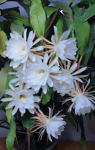 71pMJINQehL. SL1500 .jpg