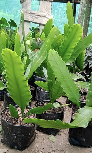 716fsNonQTL. SL1500 .jpg