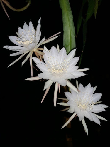 515VbrOmXVL. SL1200 .jpg