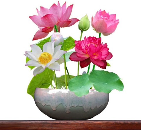 30 rainbow lotus flower seeds 30.jpg