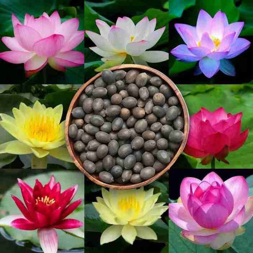 8 lotus kamal flower 8 seeds hig.jpg