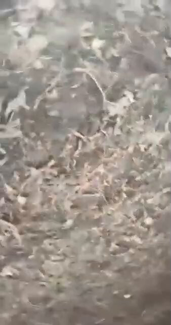 lzh7BPelKc NrAxN.jpg