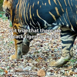 G3e9d55WsAACZW2.png