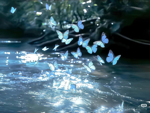 蓝色蝴蝶.jpg