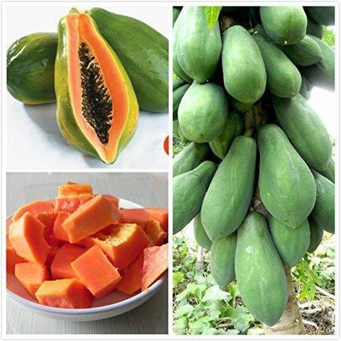 600 papaya hybrid fruit seeds ph.jpg