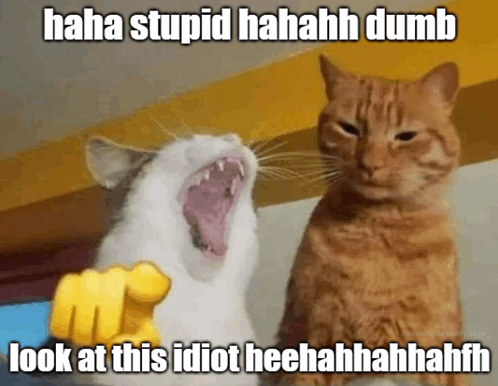 cat funny.gif
