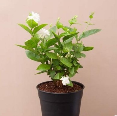no perennial yes hybrid jasmine.jpg