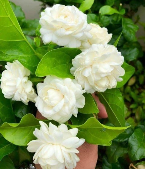 no perennial yes jasmin plant sm.jpg