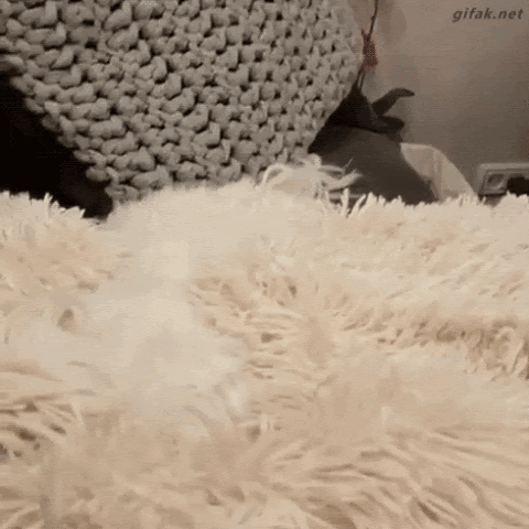 fZFYAMP.gif