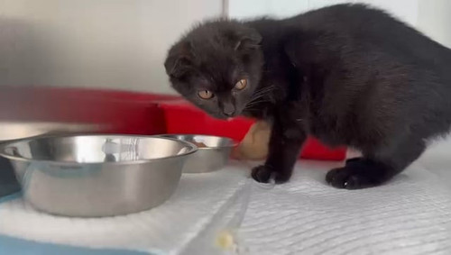 scottish fold kitten v0 bDJmdjhseHVvN2hnMVScapRqUsWg7VZ5fp1AvFyJS TtWuV7KMG0IjcW 8h8.jpg