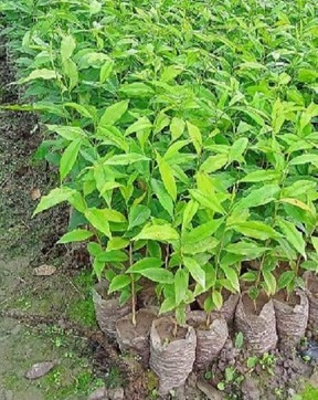 no annual yes agarwood plant sma.jpg