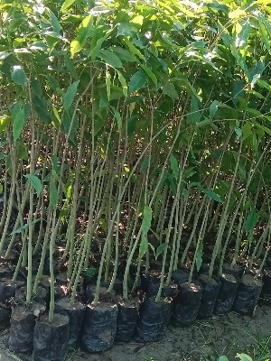 green agarwood trees 998.jpg