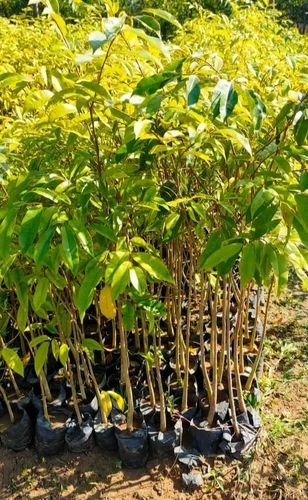 agarwood tree plant 500x500.jpg
