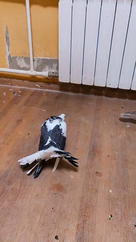  3H30DWc2ZkeQpEq.jpg
