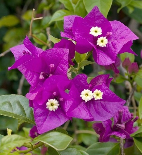 no annual no baugainvillea plant.jpg