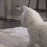 catTwerk 3x.gif