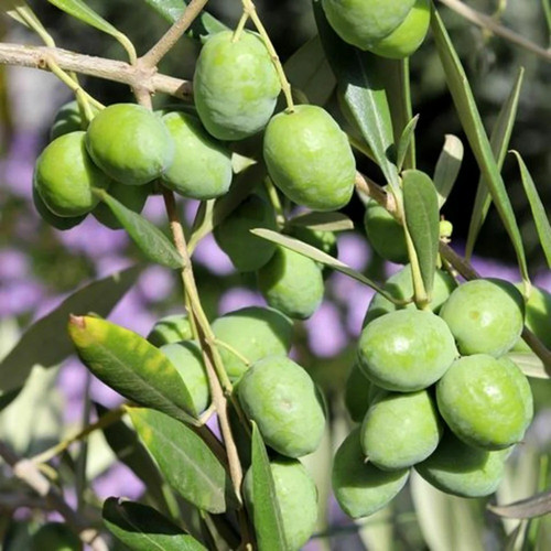 globalplants sweet olive plant j.jpg