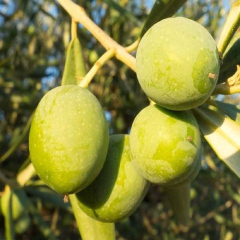 1 green olive jalpai live plant.jpg