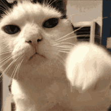 cat cute.gif