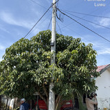 PERUMAHAN PESONA BUNGA RANI Listrik