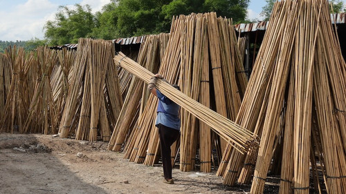 Bamboo canes exporter Vantidebamboo.com.jpg