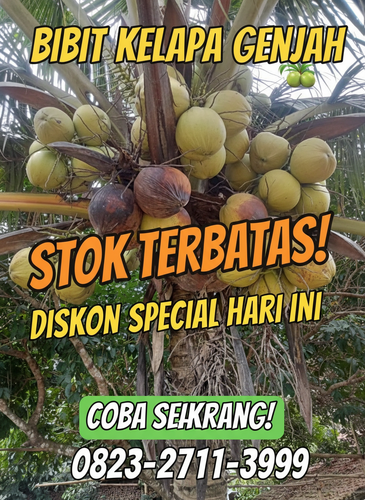 TERMURAH !! Penjual Tanaman Kelapa Pendek Entok 100% F1.png