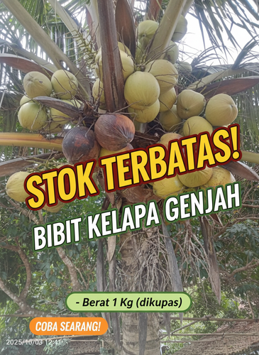 PALING MURAH !! Penjual Tanaman Kelapa Pendek Entog 100% F1.png