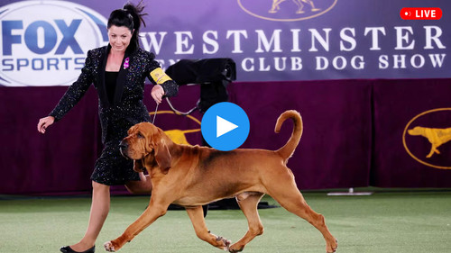  dog show2222222.1