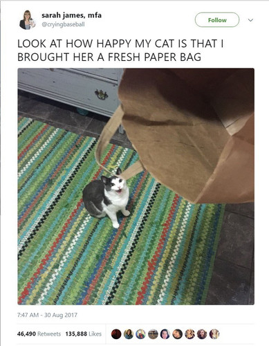 my cat is that i brought her a fresh paper bag 747 am 30 aug 2017 46490 retweets 135888 likes ww.jpg
