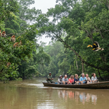 Kinabatangan River, Sabah