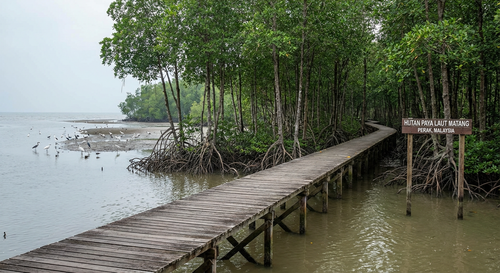 Matang Mangrove Forest Reserve, Perak.png