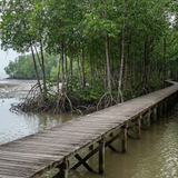Matang Mangrove Forest Reserve, Perak