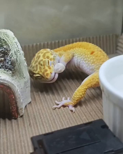 rC r0o3mmMR244G .jpg