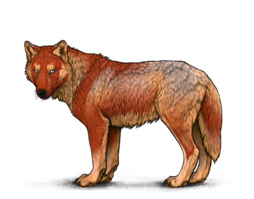 equipper wolf image.png